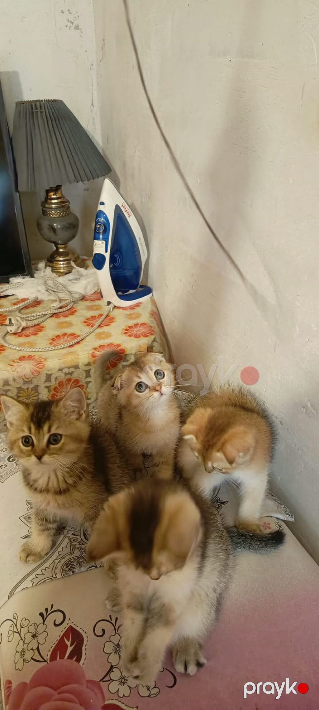 Qızıl şinşilla — Pişiklər, Bakı (3)