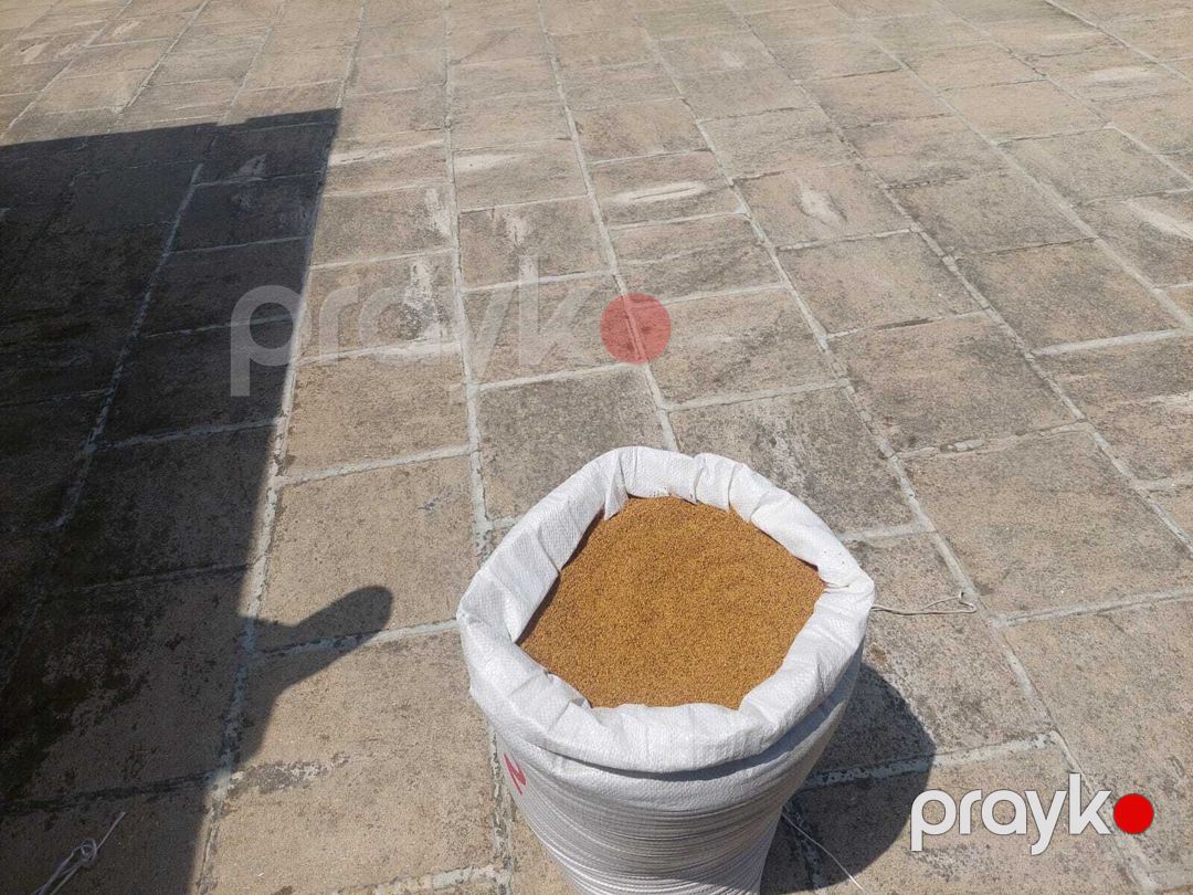 Arpa — Dacha və bağ, Salyan (2)
