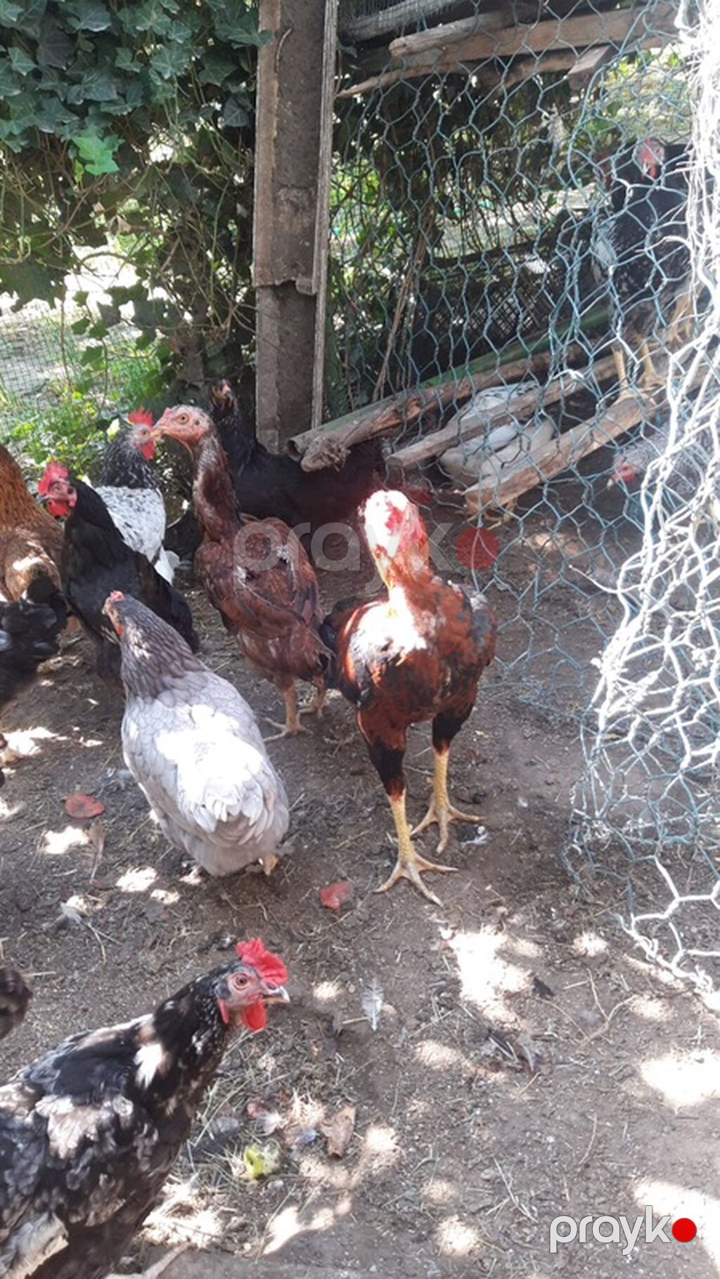 Məhsul: Ev təsərrüfatı üçün yerli toyuqlar (qarışıq xoruz son qiymetdı — Toyuq və xoruz, Bakı (2)