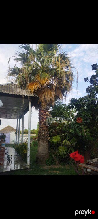 Palma vaşinqton — Bitkilər, Bakı (8)