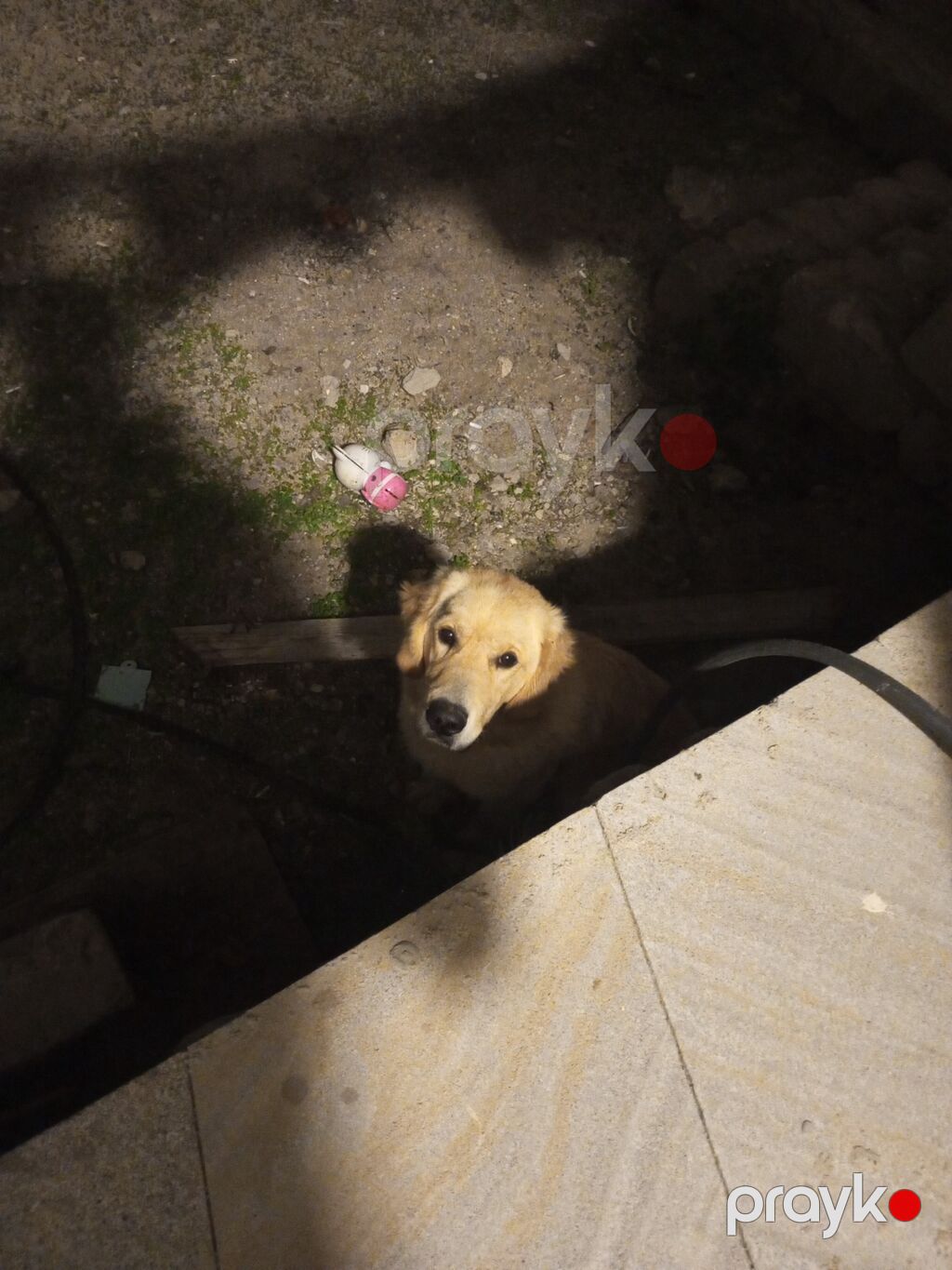 Retriever — Köpəklər, Digah (2)