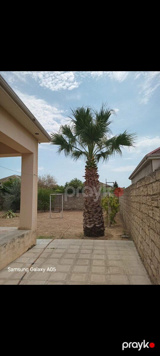 Palma ağacı — Bitkilər, Bakı (7)