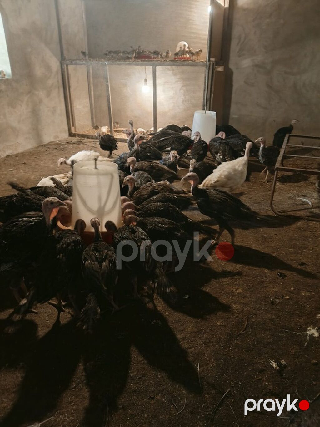 Hinduşka cücələri və böyüməkdə olan hinduşkalar satılır. Amerkan bronz — Digərləri, Digah (4)