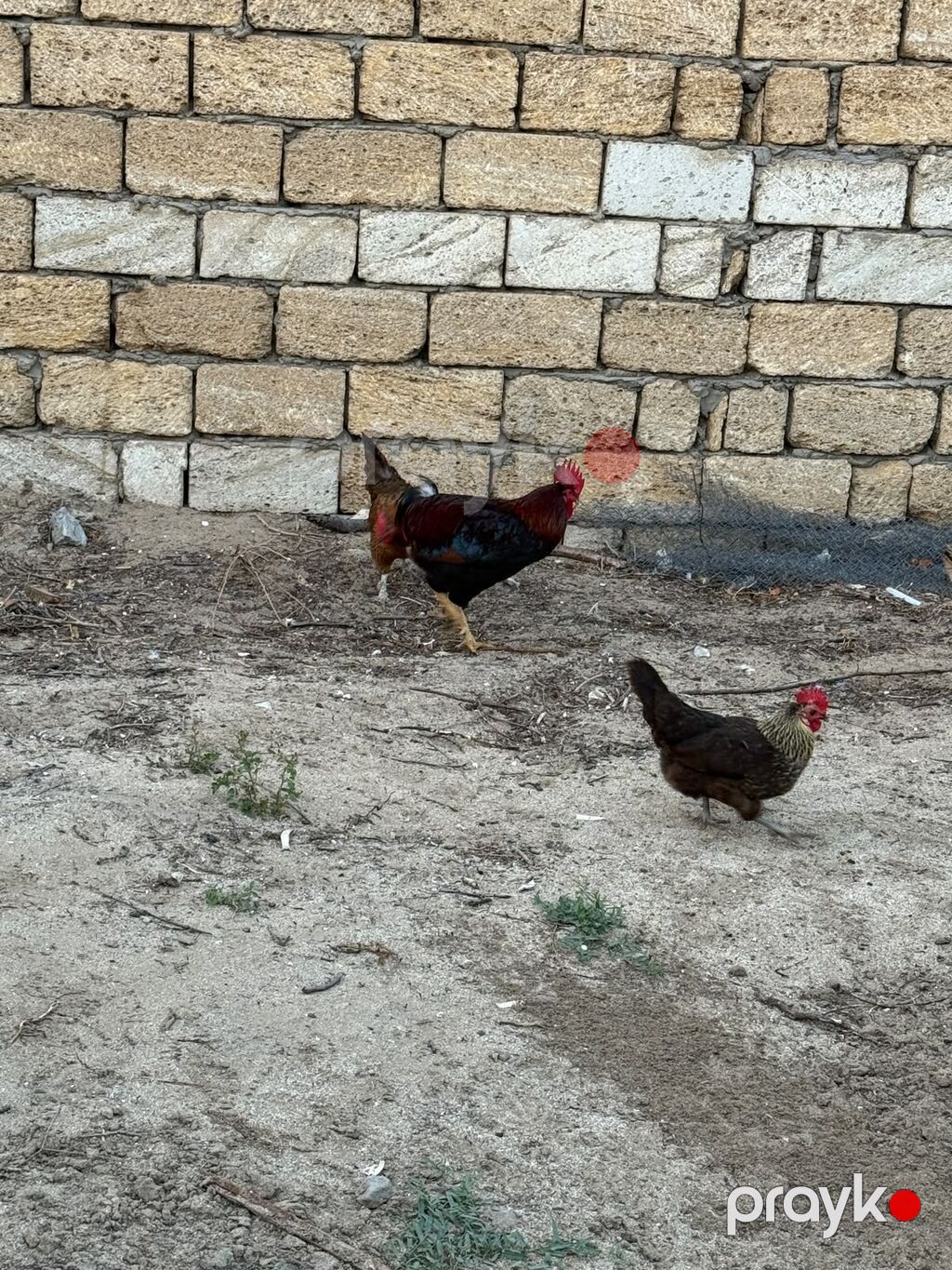Toyuq, Yumurtalıq, Ünvandan götürmə — Toyuq və xoruz, Sumqayıt (3)