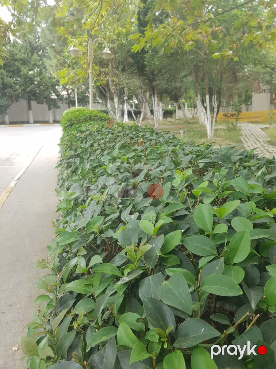 Satılır 4 otaqlı yeni tikili 185 m² — Mənzil, Bakı (12)