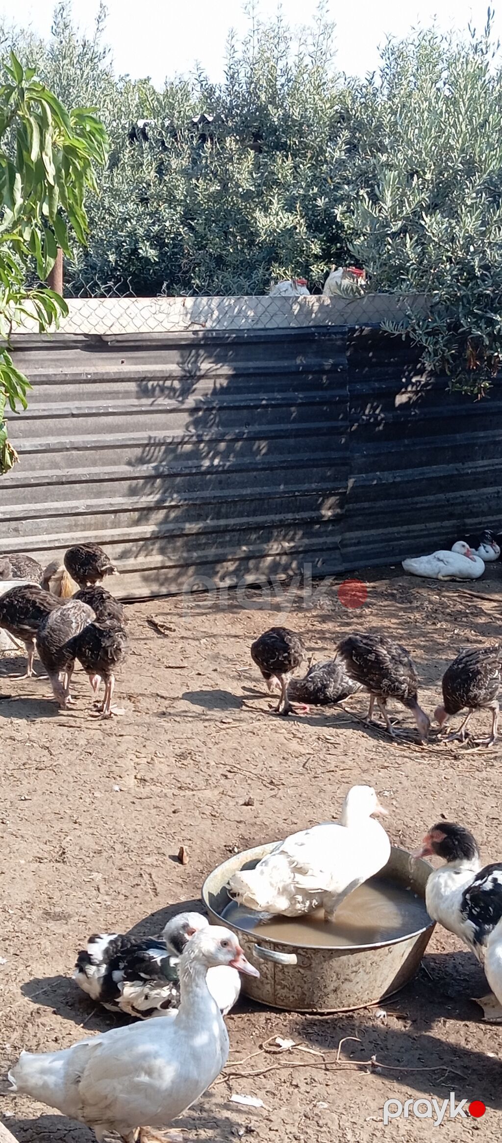 Sağlam aktiv heyvanlardi 10 ədəddi satılır real alıcıya cüzi — Digərləri, Bakı (5)