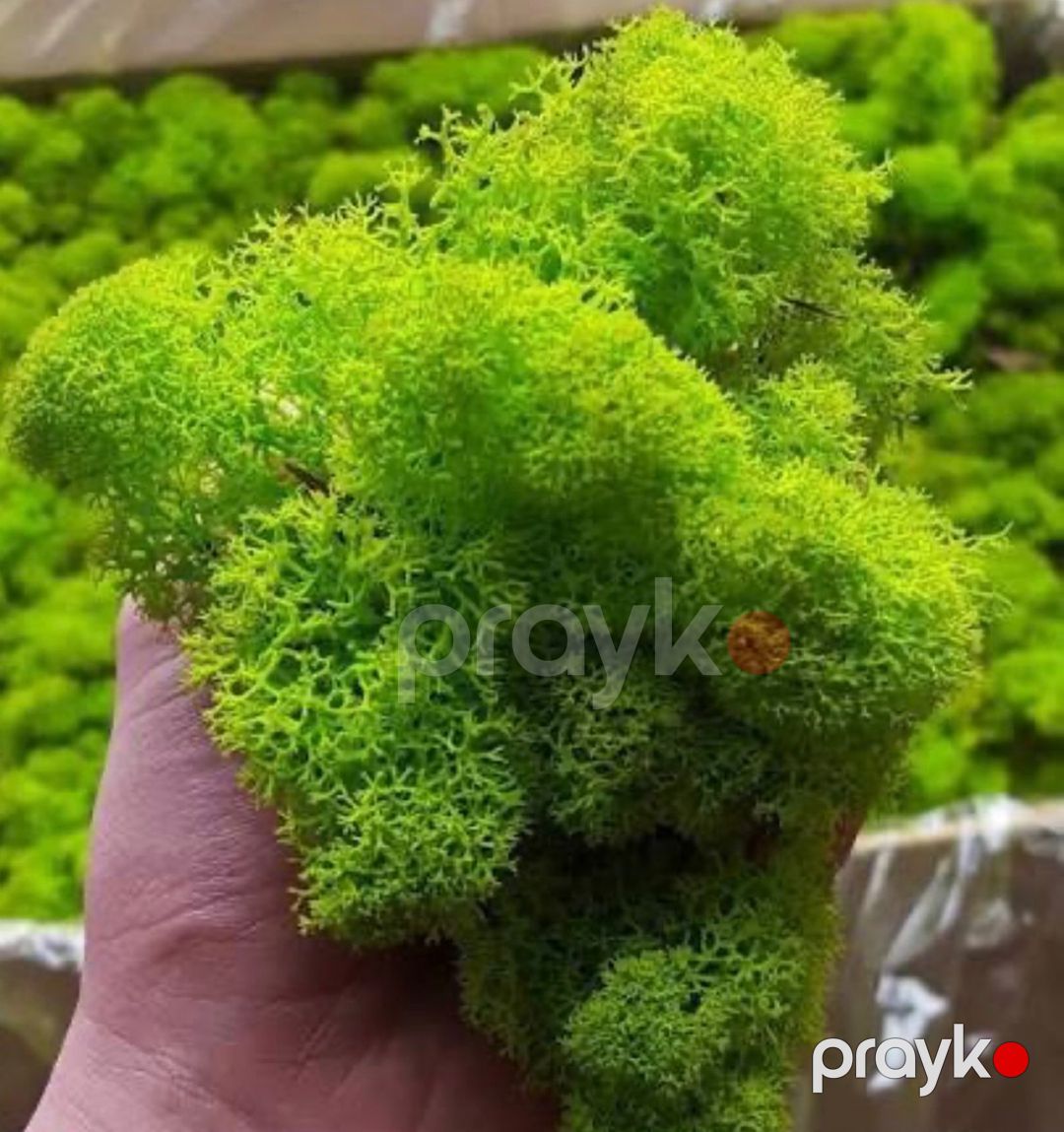 Təbii yosun Mossdecor — Bitkilər, Bakı (3)