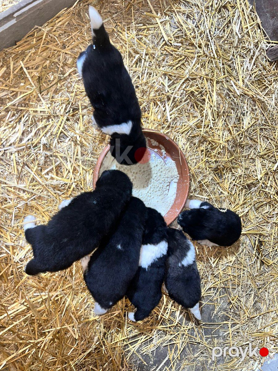 Akita-inu — Köpəklər, Bakı (9)