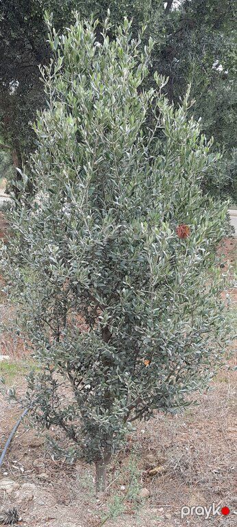 Zeytun ağacı — Bitkilər, Bakı (3)