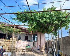 Torpaq Satılır Səbail r., İçəri Şəhər m., 2 sot — Torpaq, Bakı (7)