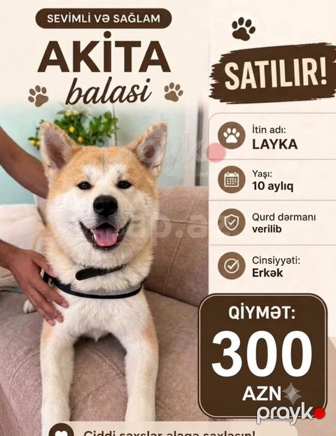 Akita-inu, 10 ay, Erkək, Pulsuz çatdırılma — Xırdalan