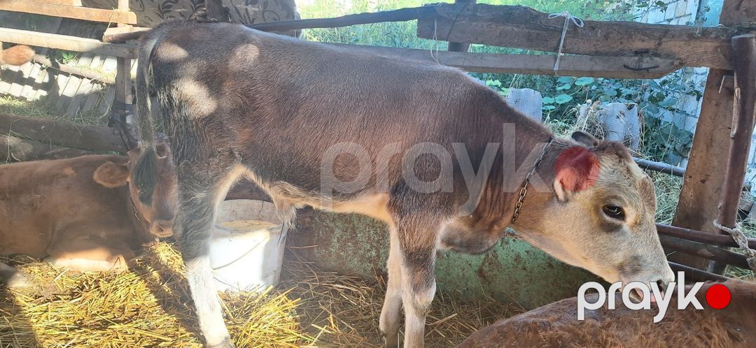 Danalar — Kənd təsərrüfatı heyvanları, Xudat (2)