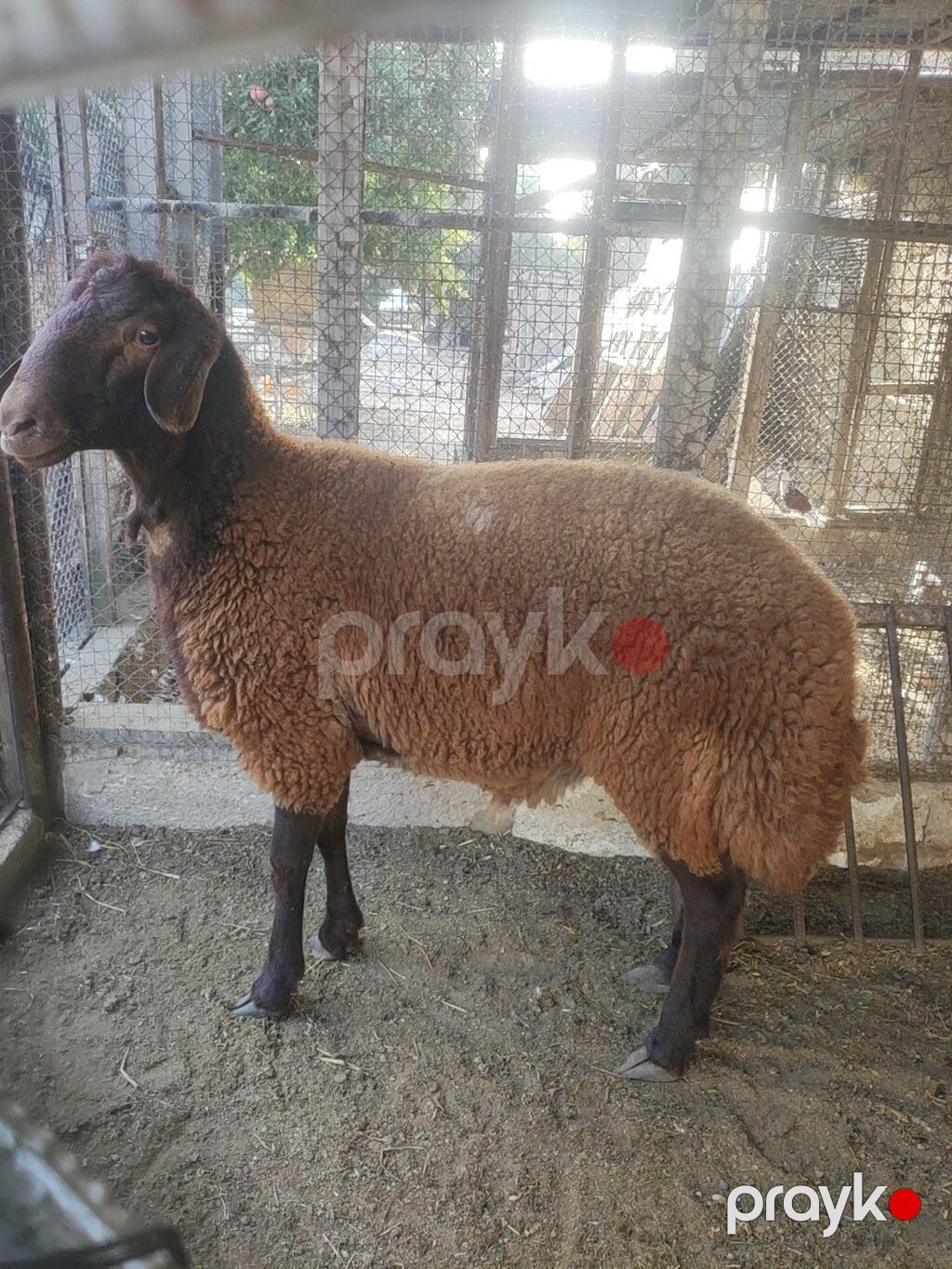 Qala cinsi Erkey toglu — Kənd təsərrüfatı heyvanları, Digah (3)