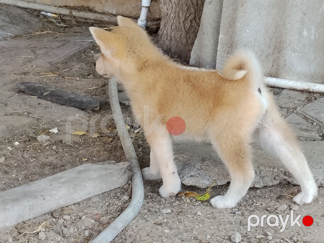 Akita-inu balaları — Köpəklər, Bakı (4)