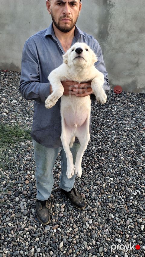 Erkək — Bakı
