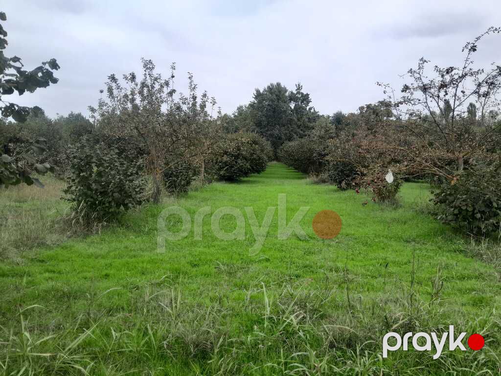 Satılır torpaq 40 sot — Torpaq, Qəbələ (2)