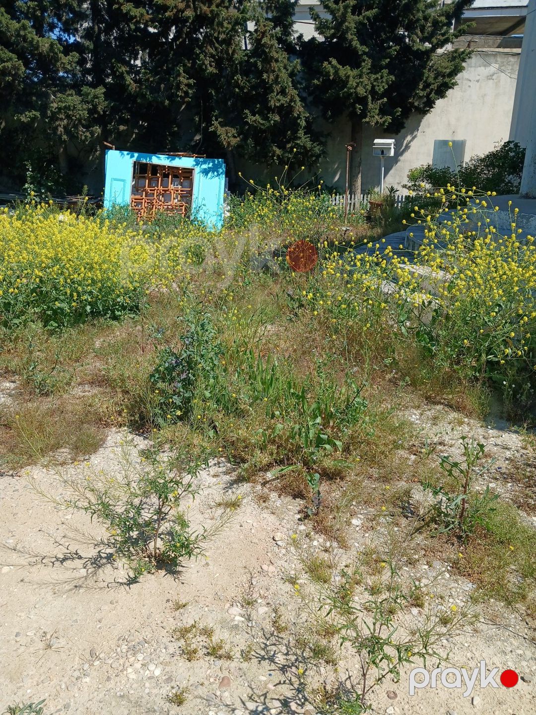 Satılır torpaq 9 sot — Torpaq, Bakı (8)