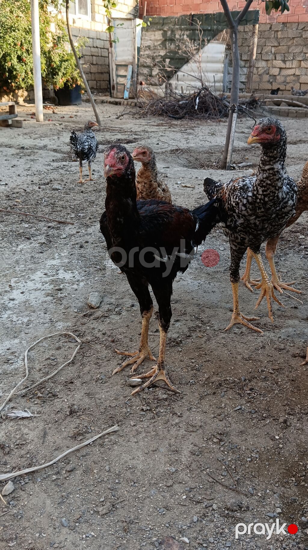 1 Xoruz 4 toyuq hamsı irak sortu pileymutdi hec bir prablemleri — Toyuq və xoruz, Saray (5)