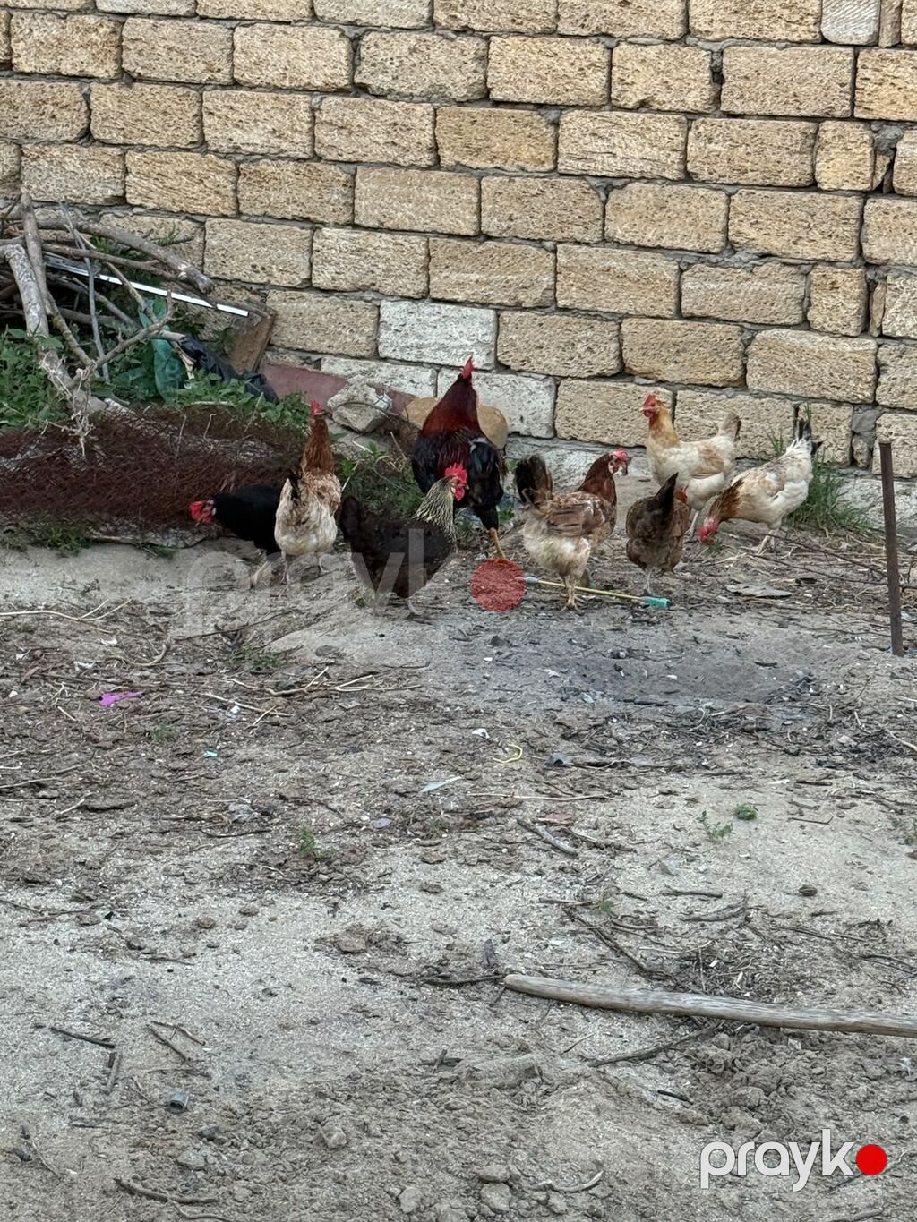 Toyuq, Yumurtalıq, Ünvandan götürmə — Toyuq və xoruz, Sumqayıt (2)