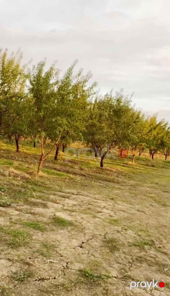 Satılır torpaq 250 sot — Torpaq, Hacıqabul (2)