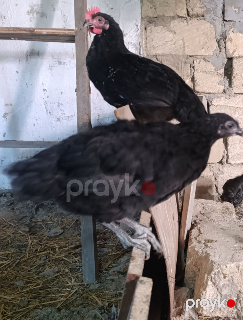 Temiz saf afstraloplar, 3 ay 25gunluktlerr 60. 70 eded var — Digərləri, Bakı (2)