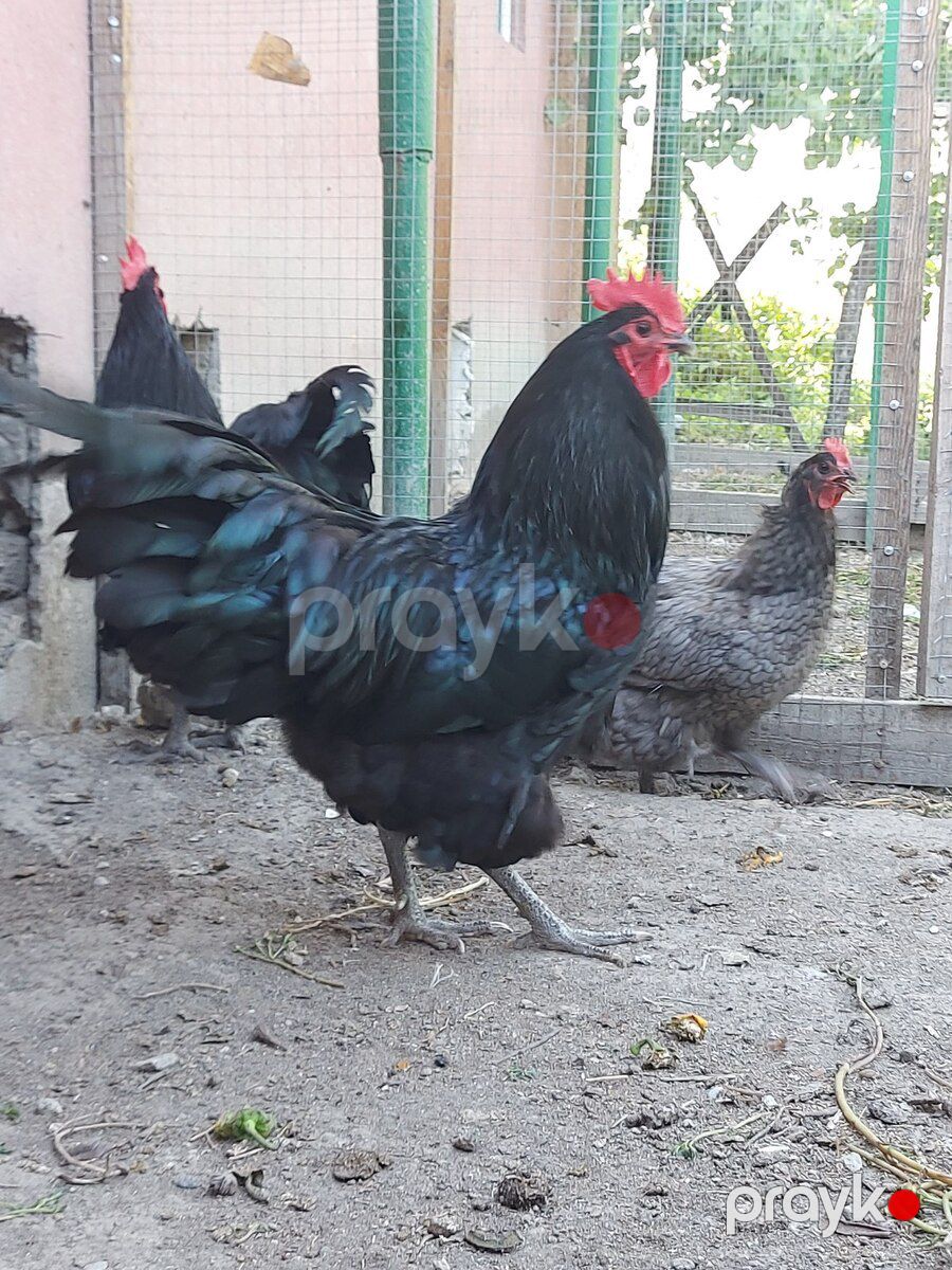 Avsrtalop mayalı yumurtası — Quşlar, Xaçmaz (3)
