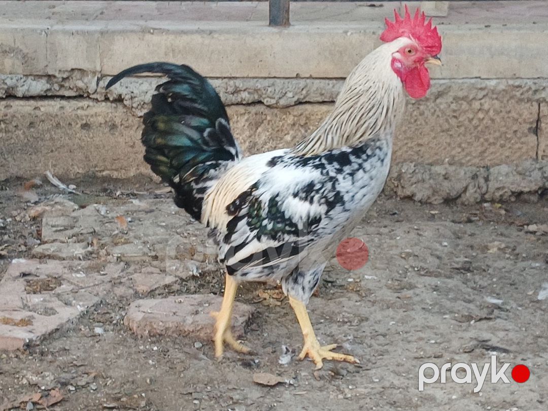 Xoruzlar — Quşlar, Bakı (4)