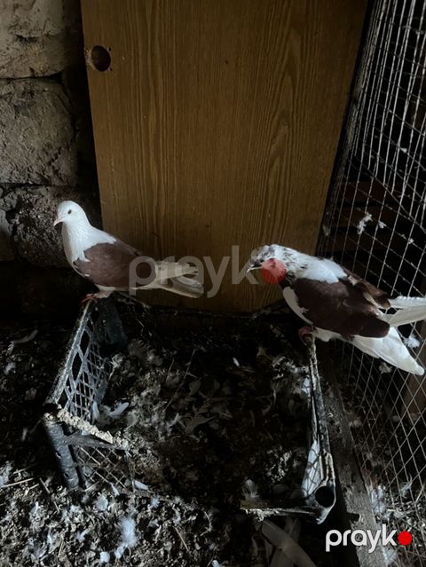 Hazır cütdülər bakı quşlarıdı ünvan maştağa — Digah