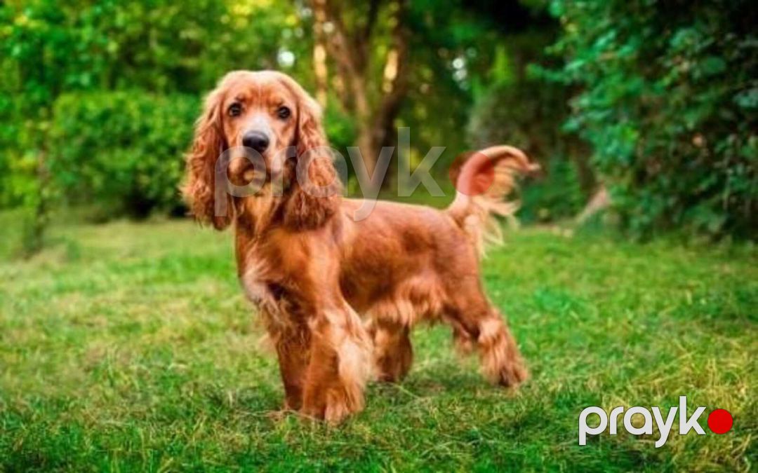 Koker Spaniel — Köpəklər, Bakı (2)