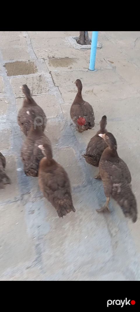 2aylıq qırmızı öküzlər Muscovy (hind) ördəkləri – tünd qəhvəyi rəng — Bakı