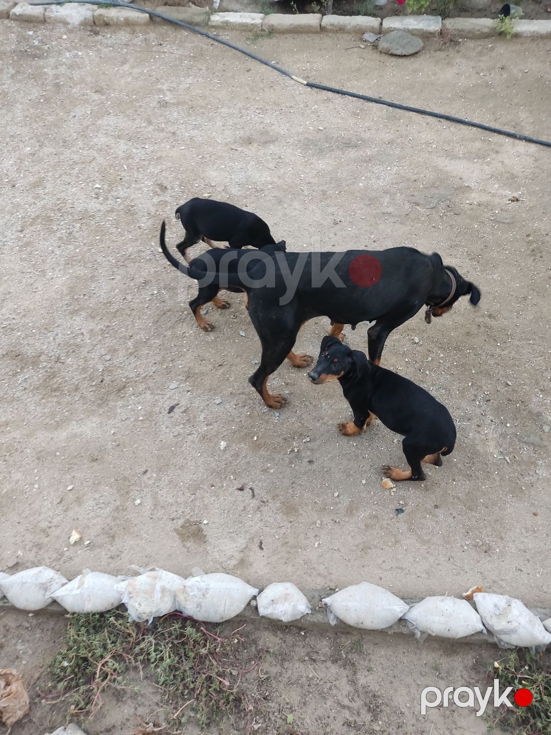 Doberman balaları — Köpəklər, Bakı (2)