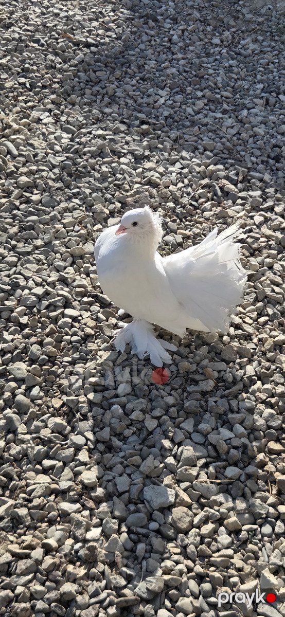 Quşlar — Quşlar, Sumqayıt (4)