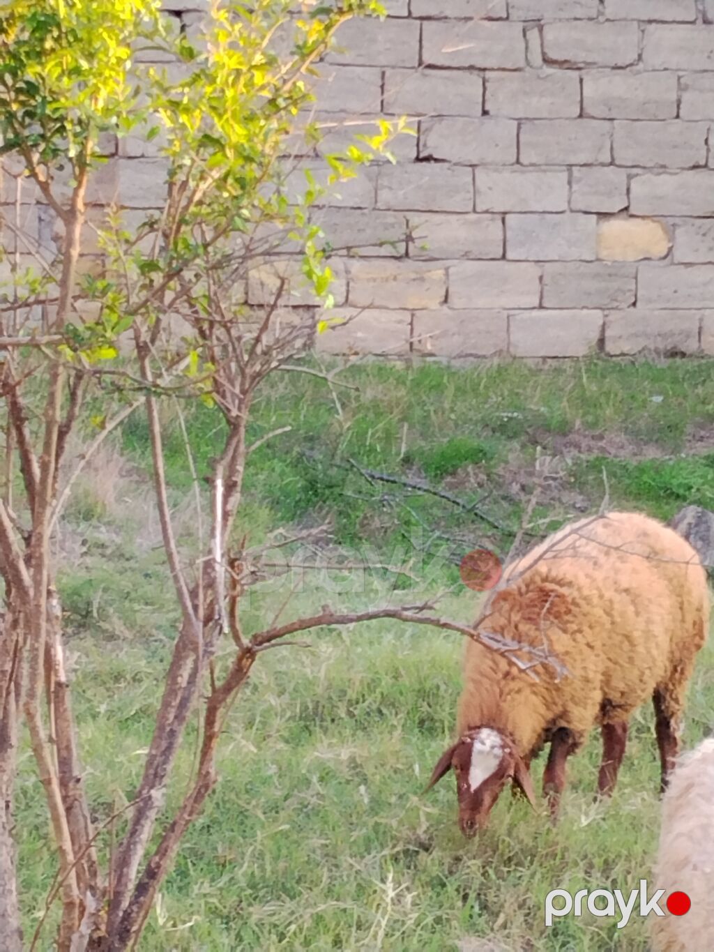 Salam anblad bala ərkəydi sağlam heyvanard qoyun yasdd. riyal alcye — Kənd təsərrüfatı heyvanları, Fatmayı (2)