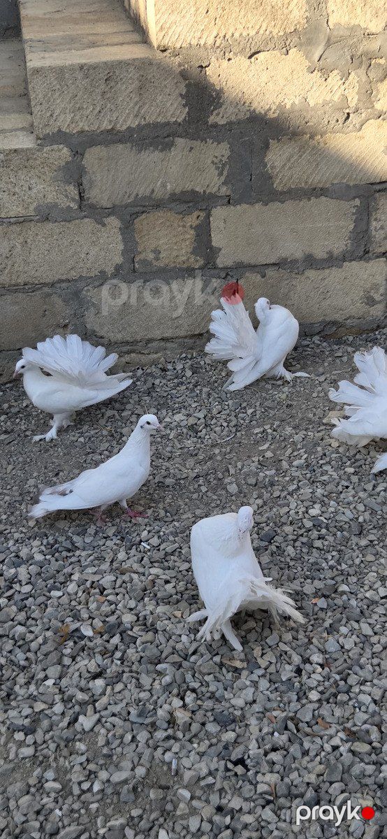 Quşlar — Quşlar, Sumqayıt (5)