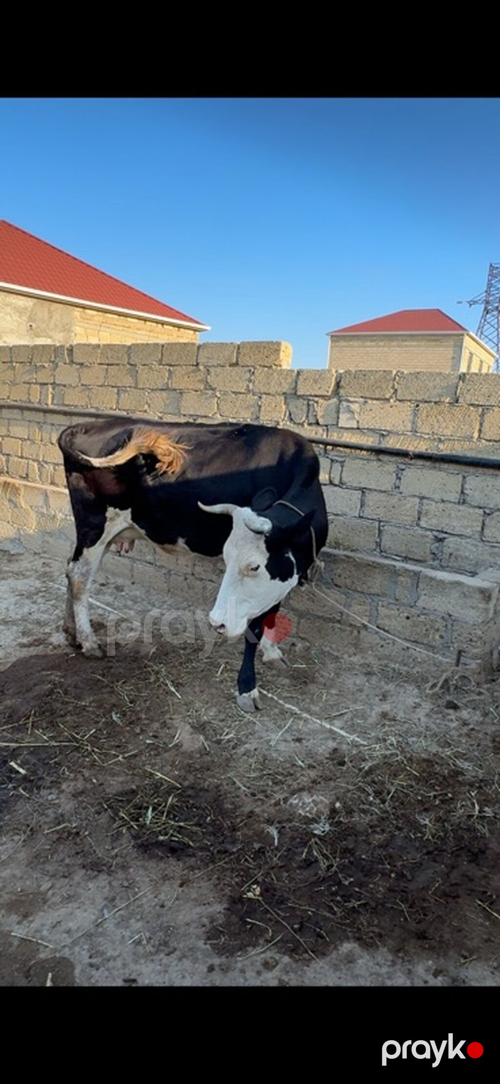 3-cü balanı dekabrda doğacaq. 6 ayı tamamdır. Simmentalla ivanofka — Kənd təsərrüfatı heyvanları, Sumqayıt (4)