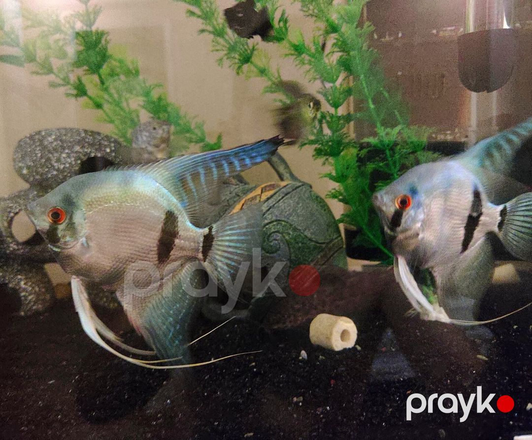 Pterophyllum Scalare Blue Silver zebra cütü — Akvariumlar və balıqlar, Bakı (4)
