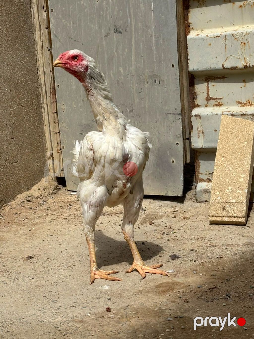 Salam daş pipik cins heyratı 1 illik tam sağlam aktiv — Digərləri, Bakı (9)