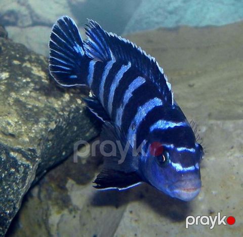 Psevdotrofeus Demasoni balıqları — Bakı