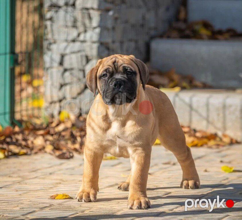 Щенки бульмастифа — Köpəklər, Bakı (8)