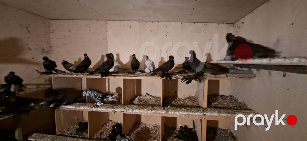 80 manat ana əbrəşlər 60 qaralar dı və balalar da var satıq usdə ustə — Göyərçin, İmişli (4)