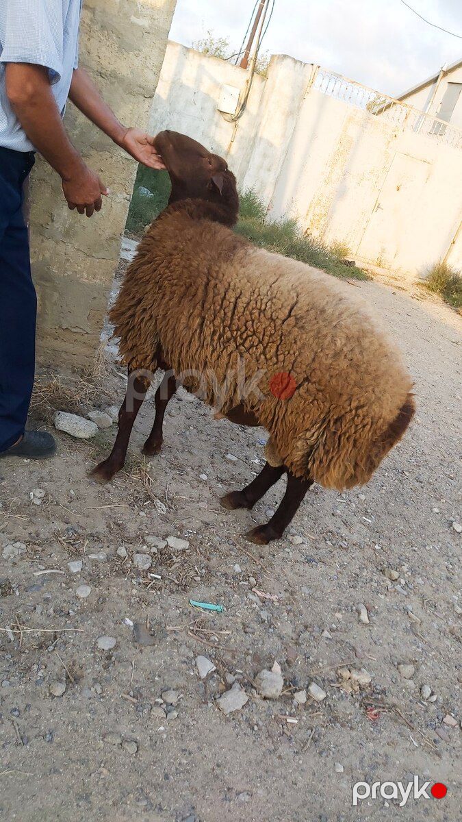 Qoçlar — Kənd təsərrüfatı heyvanları, Bakı (3)