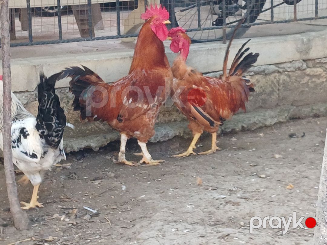 Xoruzlar — Quşlar, Bakı (2)