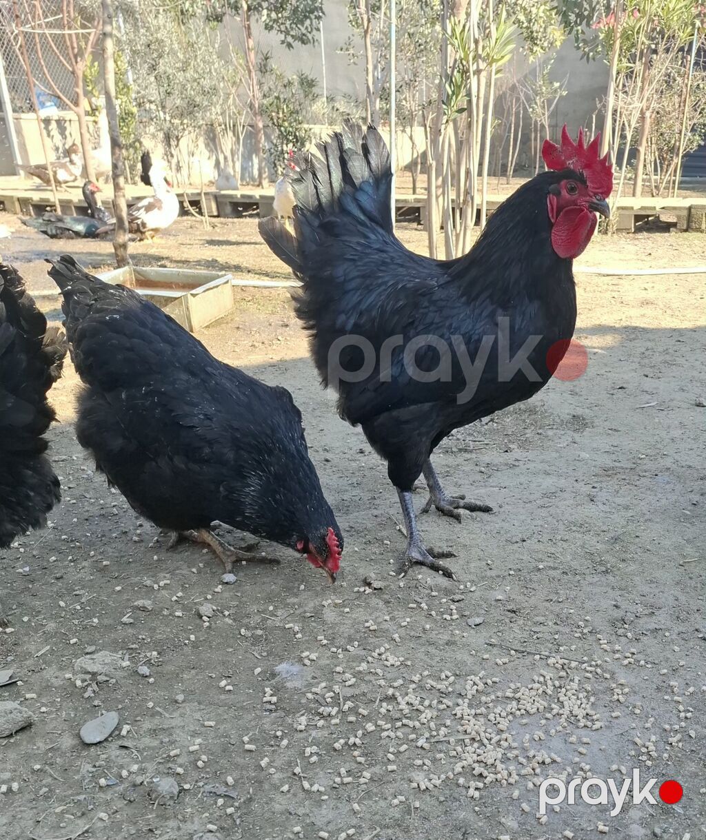Təsvir: abstrolob yumumurtsi almman cinsi - Təmiz cins qara toyuq — Qida məhsulları, Bakı (2)