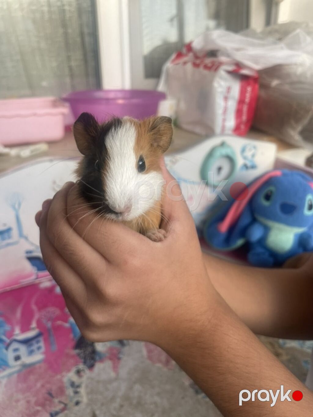 Deniz donuzcugu morskaya svinka) (guinea pig) - Növ: Kobay (guinea — Kəmiçilər, Bakı (9)