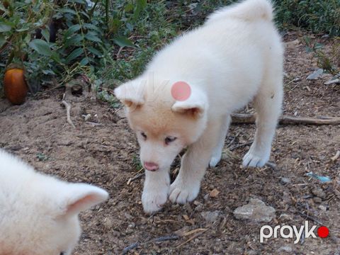 Akita-inu balaları — Bakı