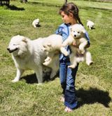 Samoyed, 1 ay, Erkək, Peyvəndli — eli — Dogs