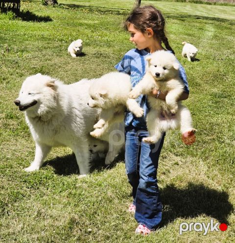 Samoyed, 1 ay, Erkək, Peyvəndli — Bakı