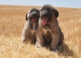 Kanqal, 1 ay, Erkək, Peyvəndli — eli — Dogs