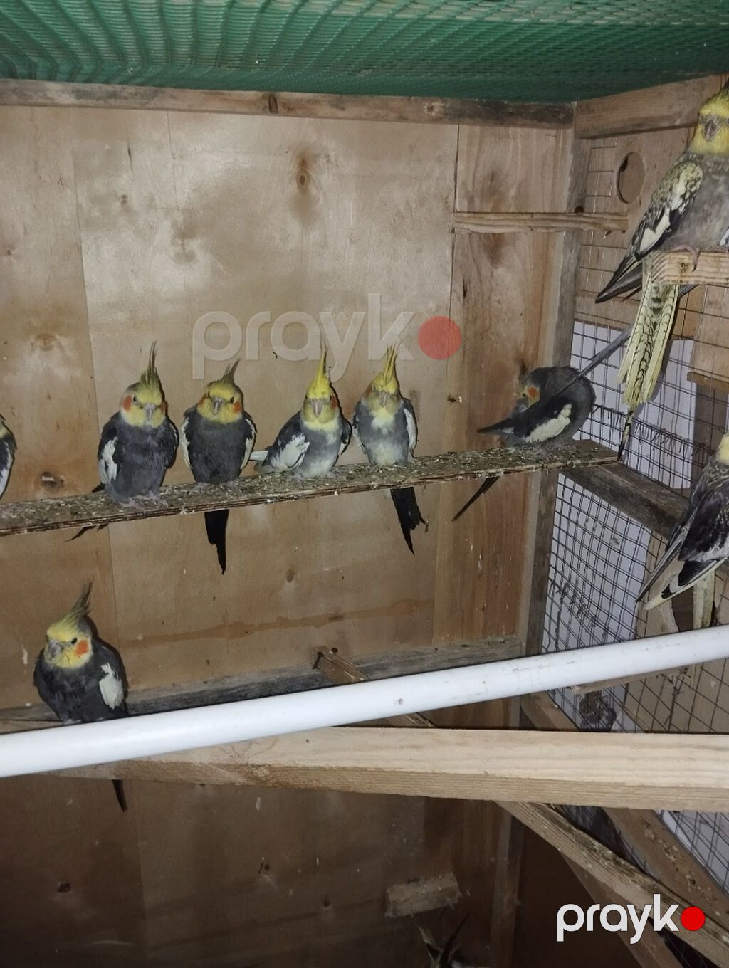 Salam hopdavoy 25 tək tək 30 Sarilar 45 manat Ünvan sulutepə — Digərləri, Bakı (2)