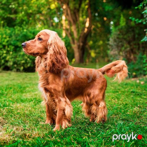 Koker Spaniel — Bakı